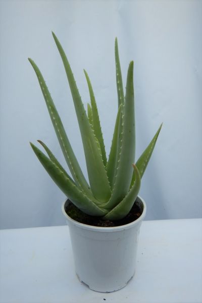 ALOE VERA