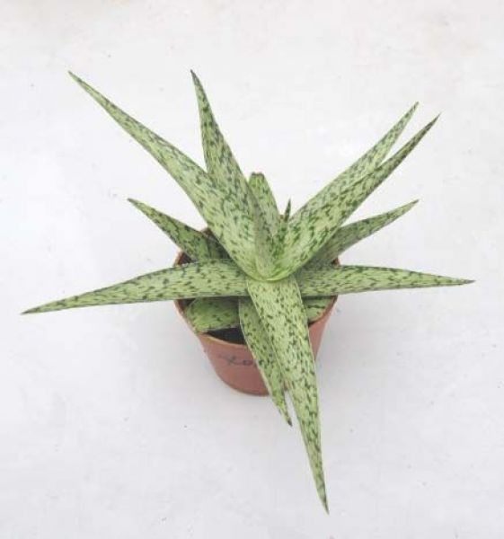 ALOE WHITE BEAUTY