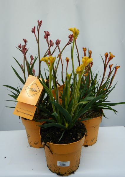 ANIGOZANTHOS