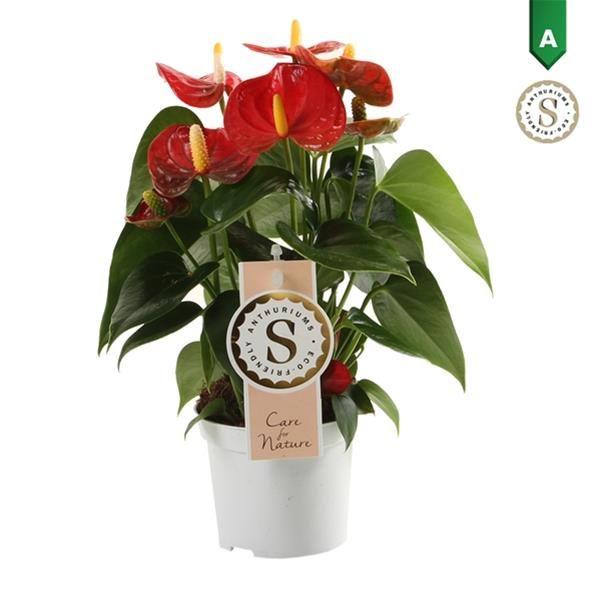 ANTHURIUM SIERRA ROUGE
