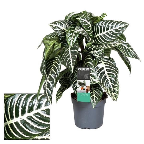 APHELANDRA BOTANICA