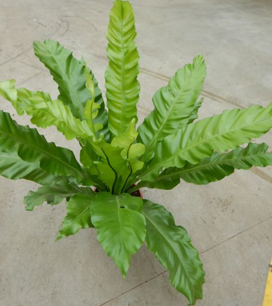 ASPLENIUM NIDUS