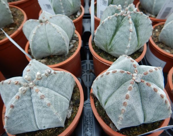 ASTROPHYTUM MYRIOSTIGMA