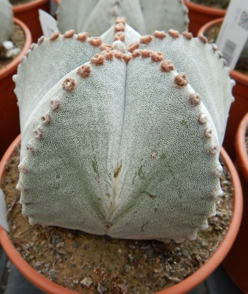 ASTROPHYTUM MYRIOSTIGMA