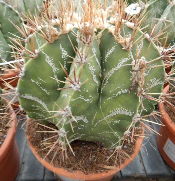 ASTROPHYTUM ORNATUM