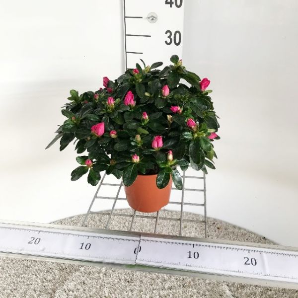 AZALEE POT 14 CM