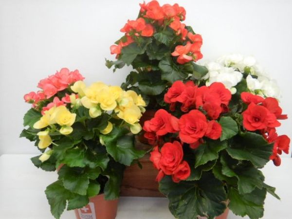 BEGONIA ELAT. PETIT 13 CM