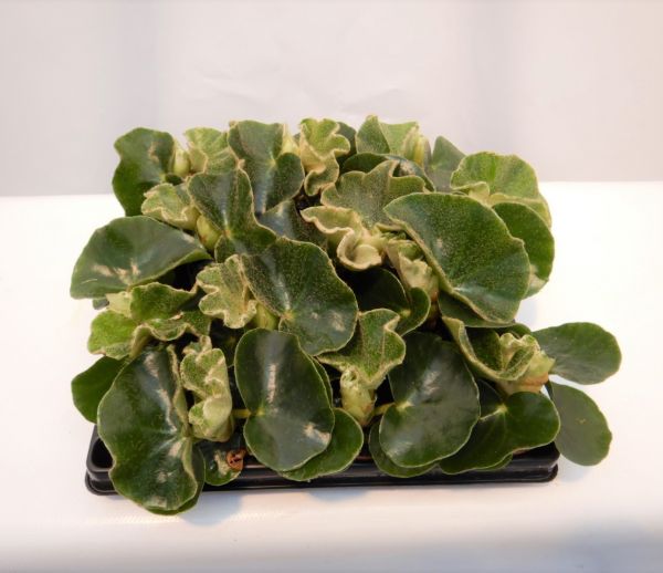 BEGONIA VENOSA