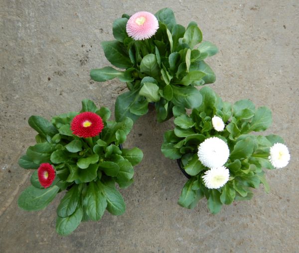 BELLIS TASSO