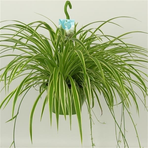 CHLOROPHYTUM COMOSUM