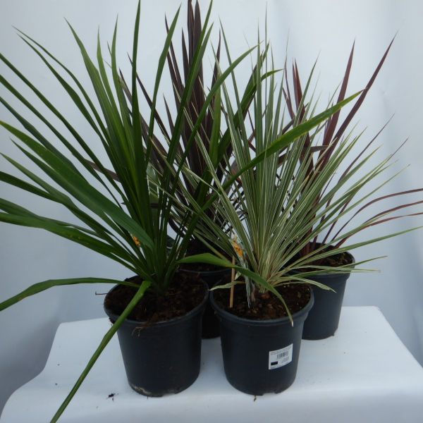 CORDYLINE AUSTRALIS