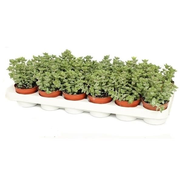 CRASSULA RUPRESTRIS