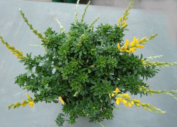CYTISUS RACEMOSUS