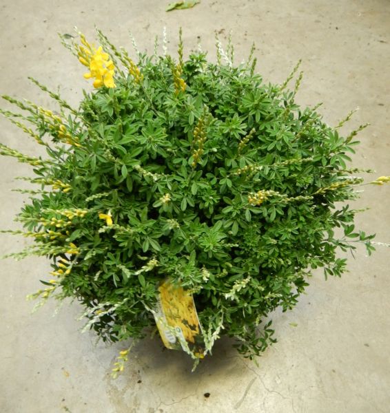 CYTISUS RACEMOSUS