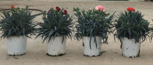 DIANTHUS CARNELIA
