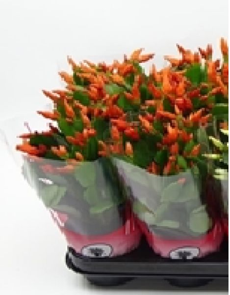 EPIPHYLLUM SCHLUMBERGERA