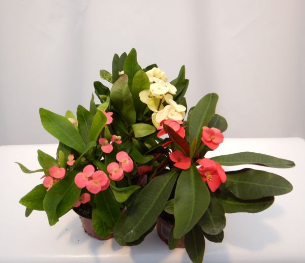 EUPHORBIA MILII