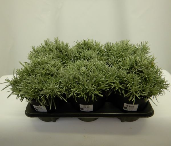 HELICHRYSUM ITALICUM