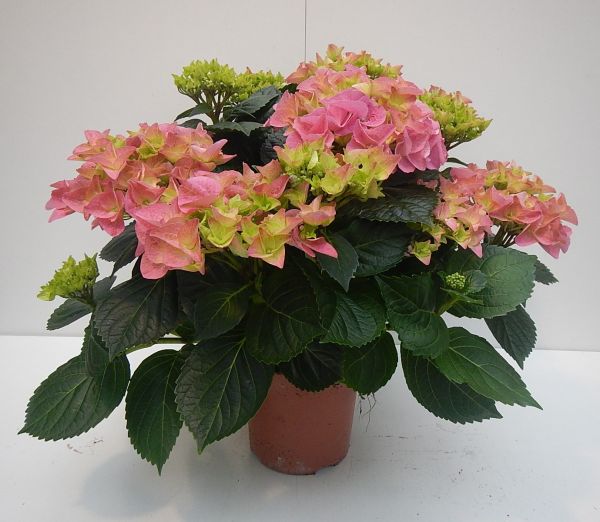 HORTENSIA