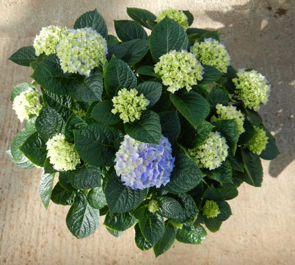 HORTENSIA