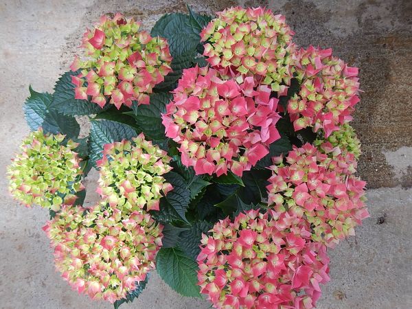 HORTENSIA