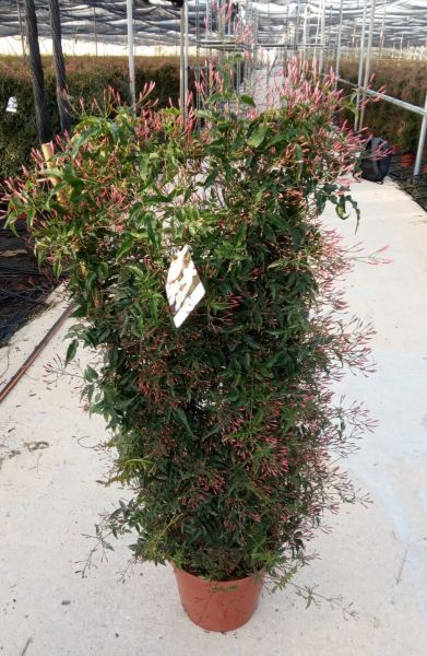 JASMINUM POLYANTHUM