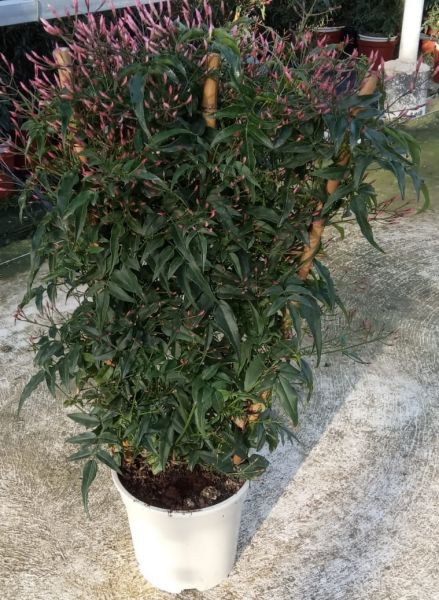 JASMINUM POLYANTHUM