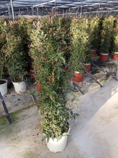 JASMINUM POLYANTHUM