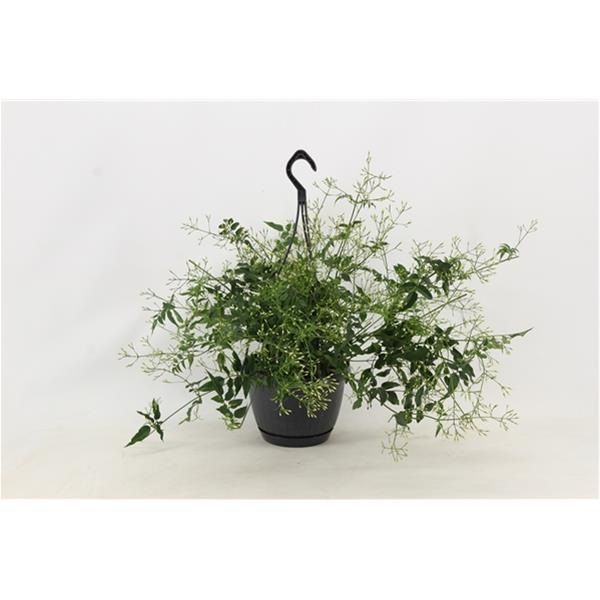 JASMINUM POLYANTHUM