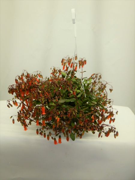 KALANCHOE TESSA