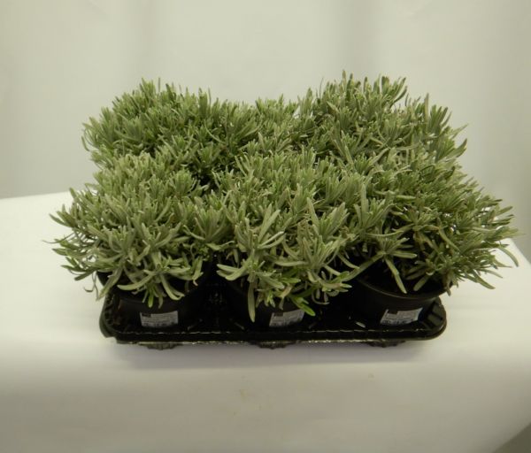 LAVANDULA AUGUSTIFOLIA