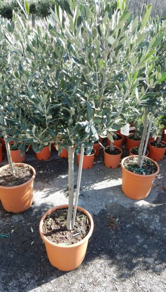 OLEA EUROPAEA TIGE