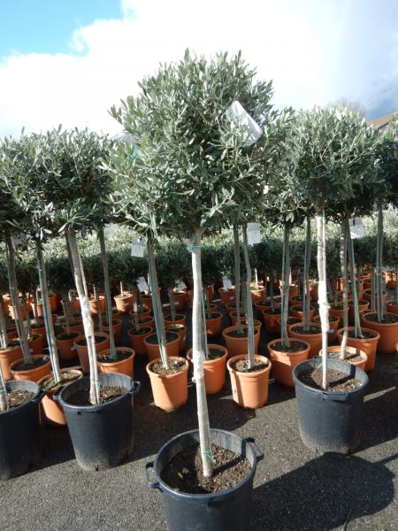 OLEA EUROPAEA TIGE