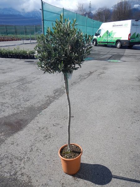 OLEA EUROPAEA TIGE