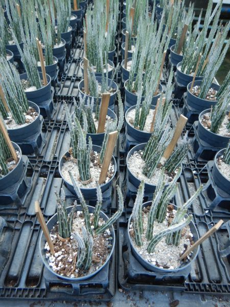 SENECIO STAPELIAEFORMIS