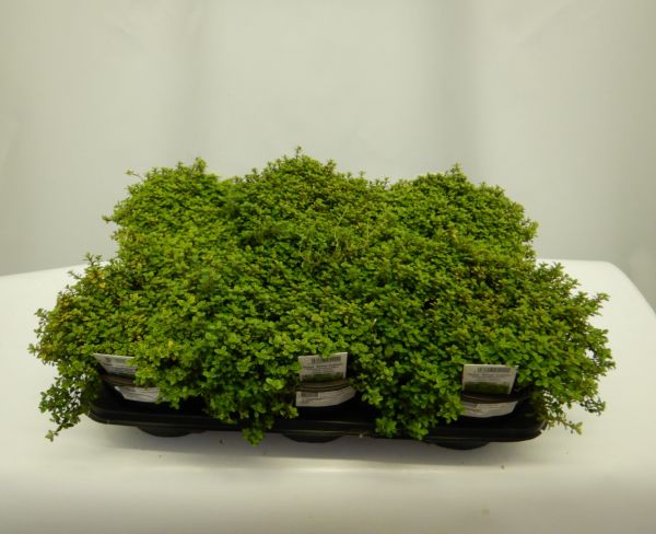 THYM BERTRAM ANDERSON