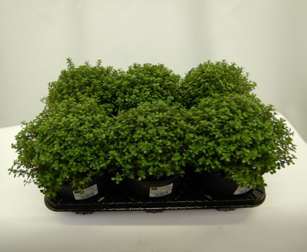THYM CITRIODORUS