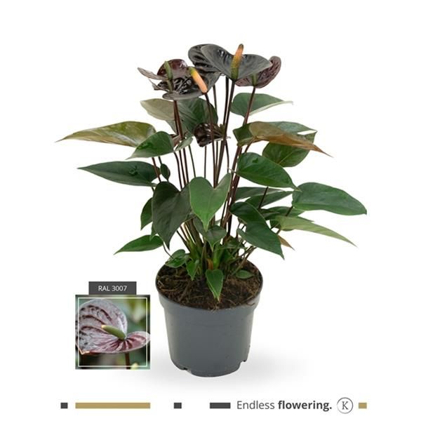 ANTHURIUM BLACK