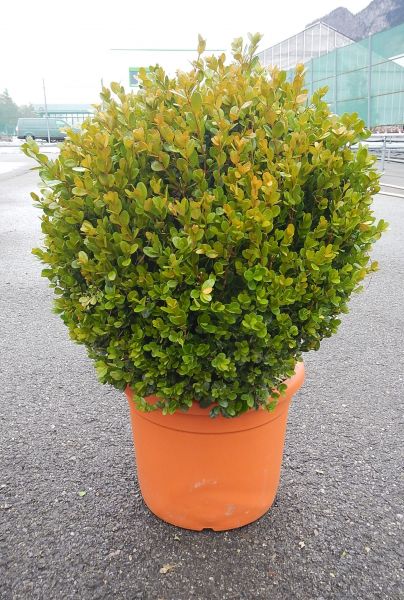 BUXUS FAULKNER BOULE