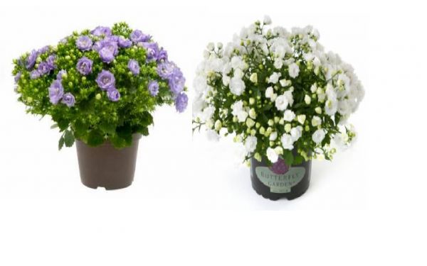 CAMPANULA HAYLODGENSIS