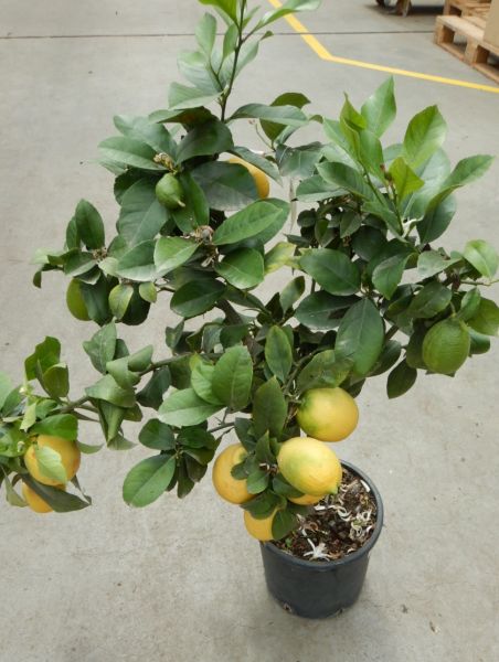 CITRUS LIMON
