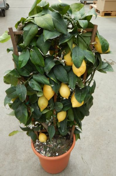 CITRUS LIMON ESPALIER