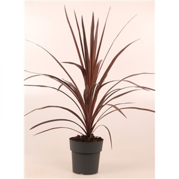 CORDYLINE AUSTRALIS