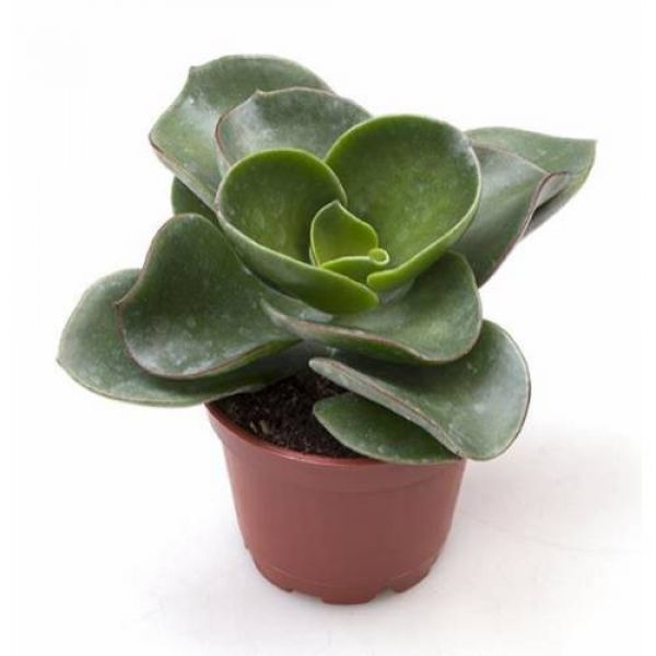 COTYLEDON ORBICULATA