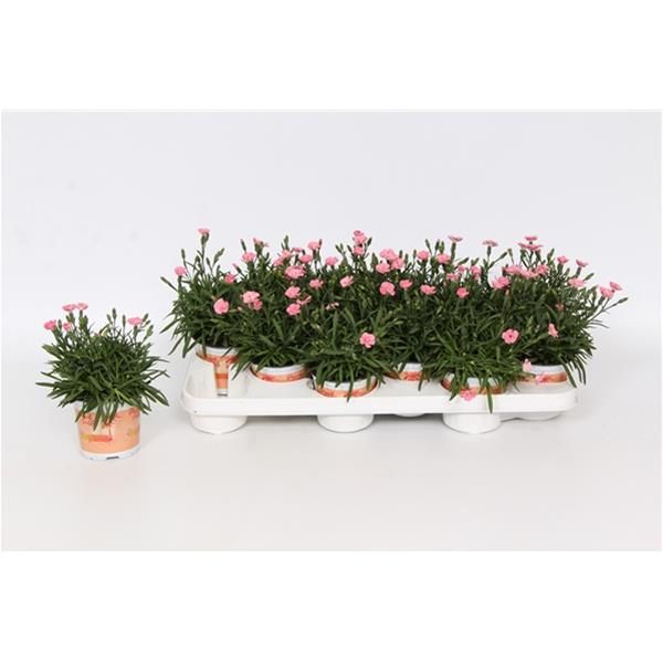DIANTHUS PEACH