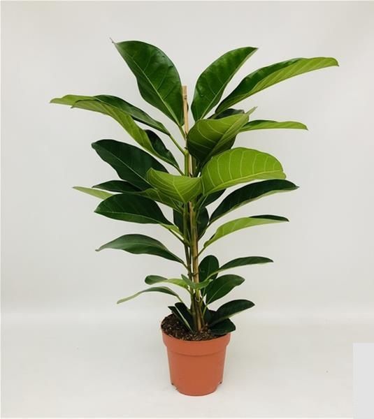FICUS ALTISSIMA