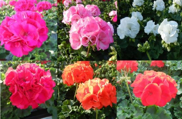 GERANIUM ZONALE