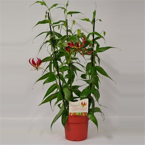 GLORIOSA