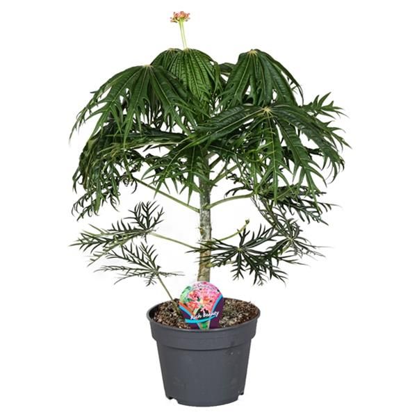 JATROPHA MULTIFIDA