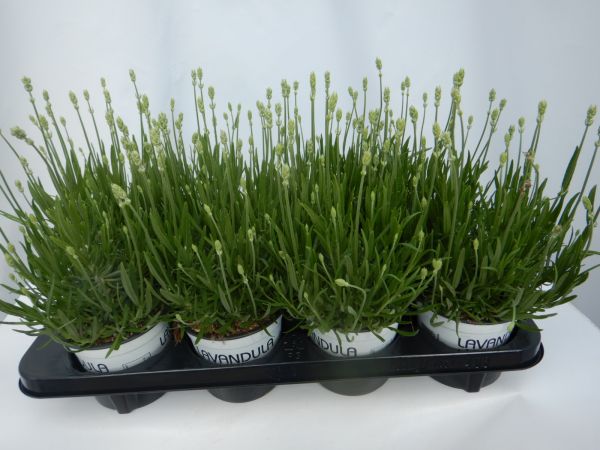 LAVANDULA EDELWEISS